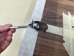 Bartafel 20251214 190932.jpg